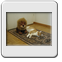 Bild 011